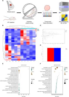 Exercise-downregulated CD300E acted as a negative prognostic implication and tumor-promoted role in pan-cancer